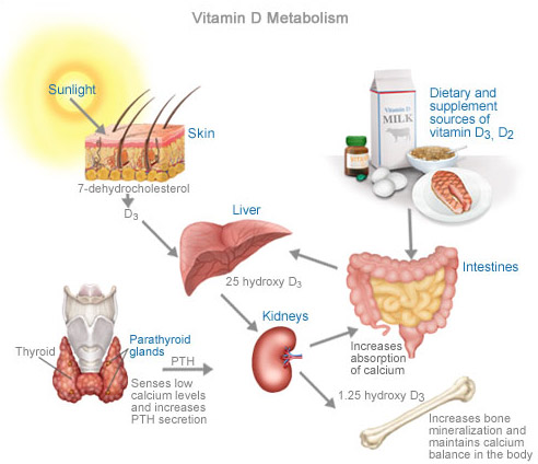 vitamin-d-cancer-cure-facts.