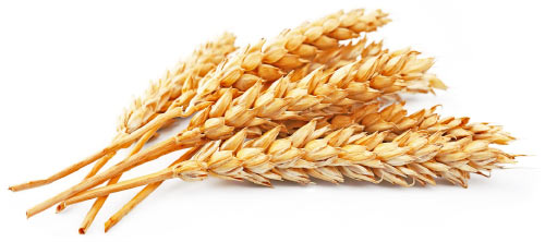 wheat germ.