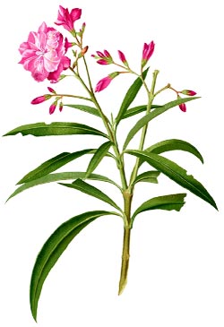 oleander-plant-cancer-treatment.