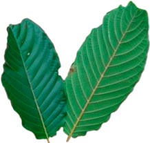 kratom-cancer-leaves.