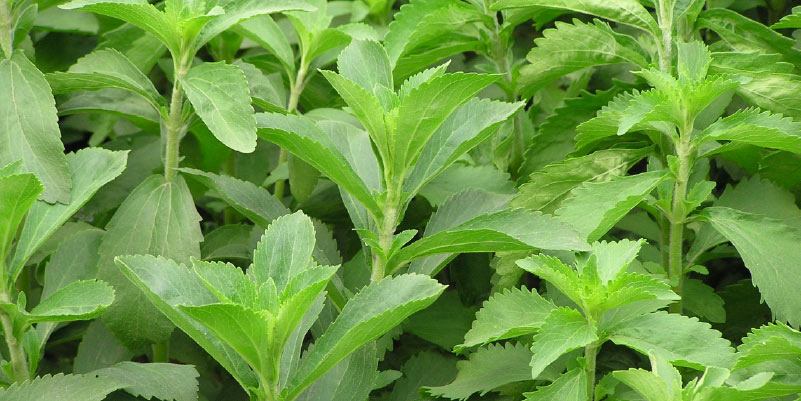 Stevia Cancer leaf