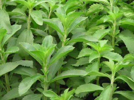Stevia-plant-for-cancer.