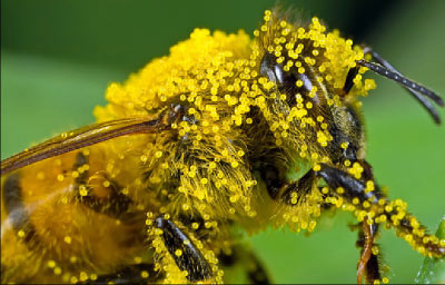 Bee-propolis-cape-anti-cancer-treatment.