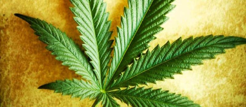 Cannabis-nerve-pain-treatment-options-help.